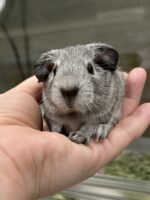 カルフォルニアンシルバーアグーチの画像1