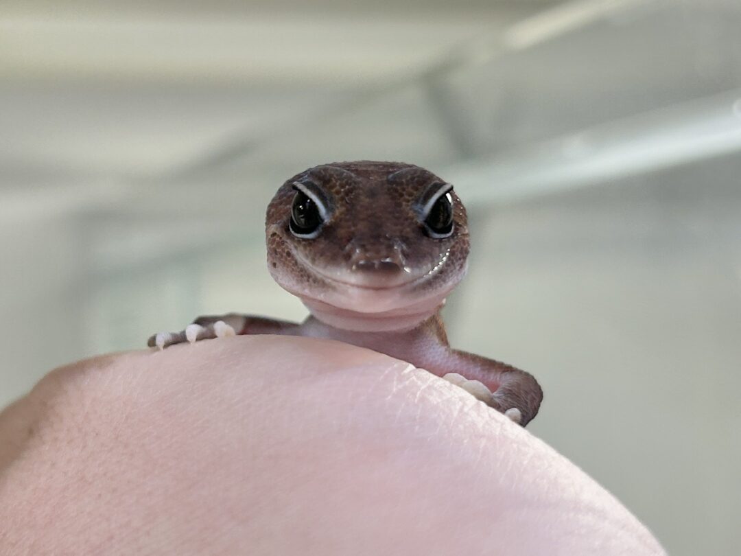 ニシアフリカトカゲモドキ パターンレスのメイン画像
