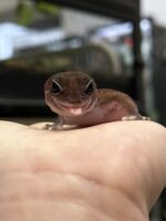 ニシアフリカトカゲモドキ パターンレスの画像1