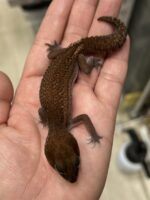 ニシアフリカトカゲモドキ パターンレスの画像2