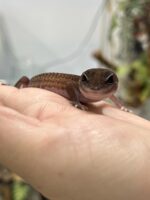 ニシアフリカトカゲモドキ パターンレスの画像3