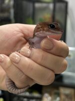 ニシアフリカトカゲモドキ パターンレスの画像4