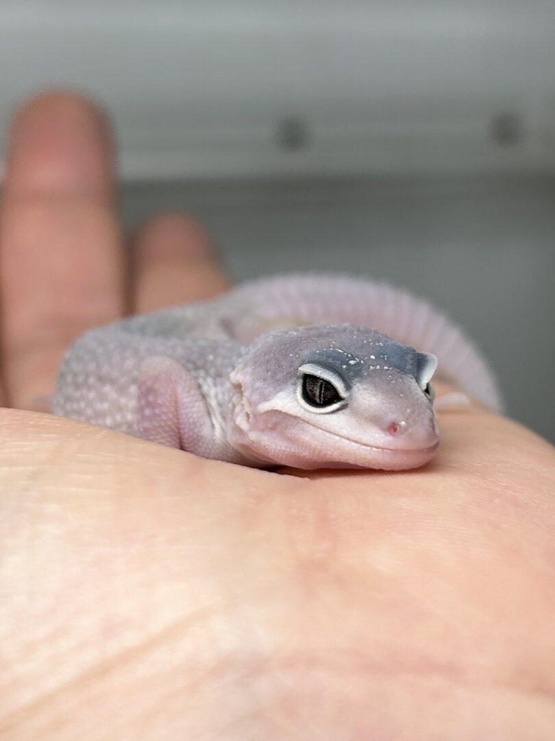 レオパ ヒョウモントカゲモドキ ブリザードのメイン画像