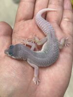レオパ ヒョウモントカゲモドキ ブリザードの画像1