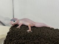 レオパ ヒョウモントカゲモドキ ブリザードの画像2