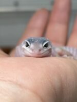 レオパ ヒョウモントカゲモドキ ブリザードの画像3