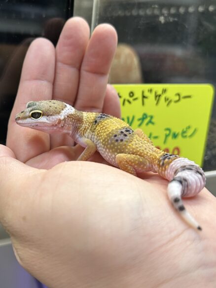 レオパ　ヒョウモントカゲモドキ ハイイエローのメイン画像