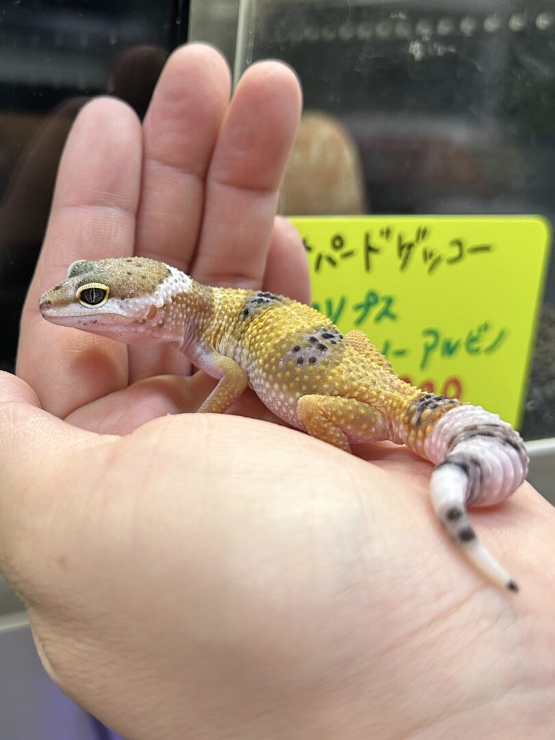 レオパ ヒョウモントカゲモドキ ハイイエローのメイン画像