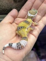 レオパ ヒョウモントカゲモドキ ハイイエローの画像1