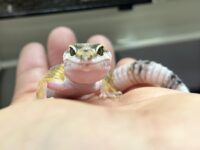 レオパ ヒョウモントカゲモドキ ハイイエローの画像2