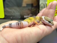 レオパ ヒョウモントカゲモドキ ハイイエローの画像3