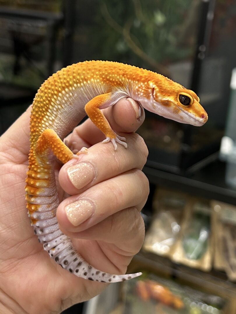 レオパ　ヒョウモントカゲモドキ サイクスサンバーストタンジェリンのメイン画像