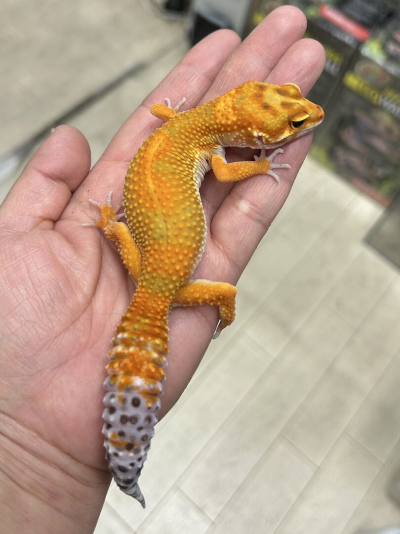 レオパ ヒョウモントカゲモドキ サイクスサンバーストタンジェリン