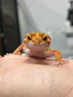 レオパ　ヒョウモントカゲモドキ サイクスサンバーストタンジェリンの画像2