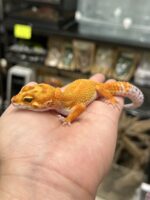 レオパ　ヒョウモントカゲモドキ サイクスサンバーストタンジェリンの画像3
