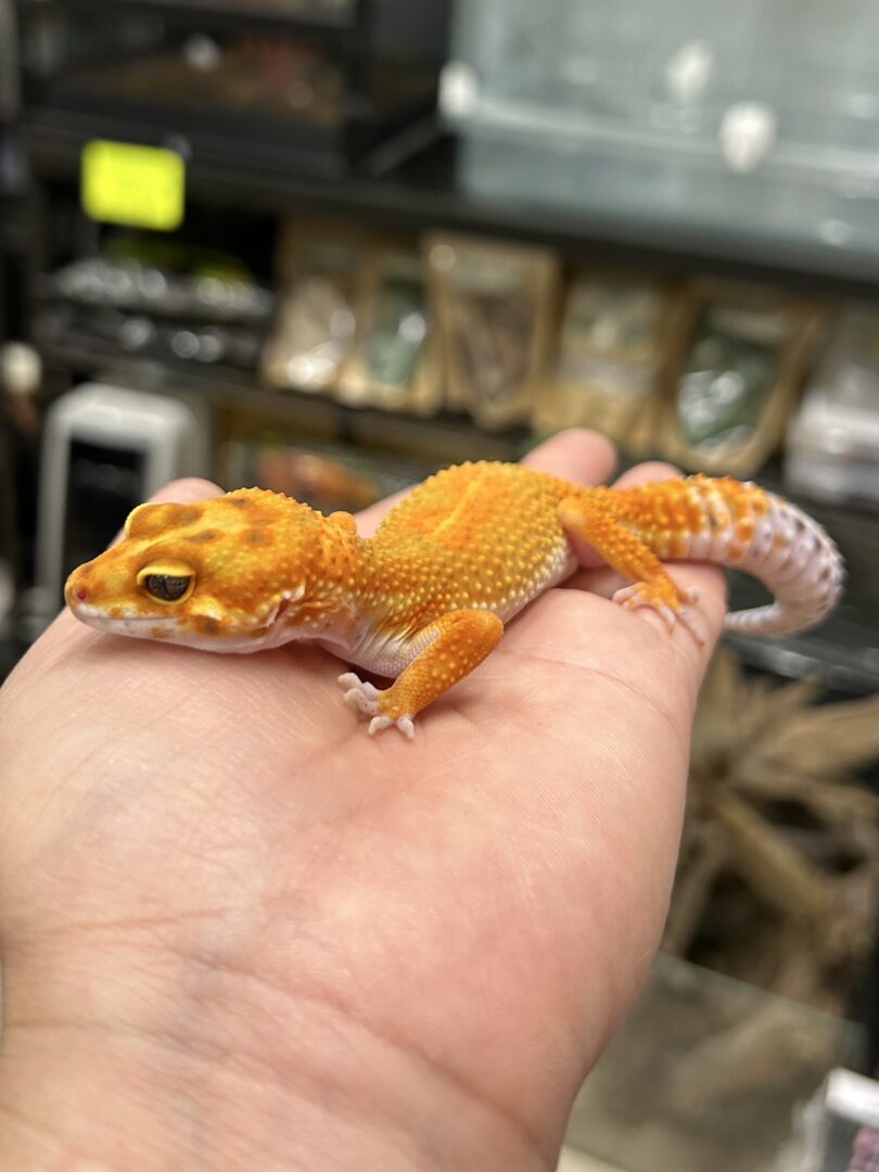 レオパ ヒョウモントカゲモドキ サイクスサンバーストタンジェリン