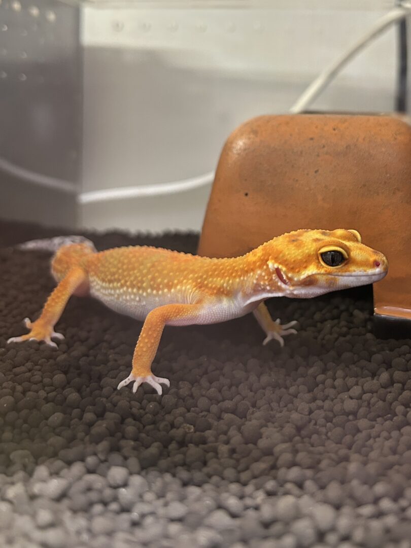 レオパ ヒョウモントカゲモドキ サイクスサンバーストタンジェリン