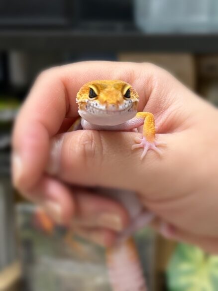 レオパ　ヒョウモントカゲモドキ ハイポタンジェリン ハイグレードのメイン画像