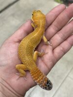 レオパ ヒョウモントカゲモドキ ハイポタンジェリン ハイグレードの画像1