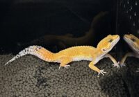 レオパ ヒョウモントカゲモドキ ハイポタンジェリン ハイグレードの画像2