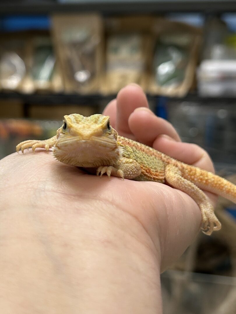 フトアゴヒゲトカゲのメイン画像