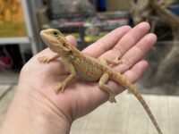 フトアゴヒゲトカゲの画像2