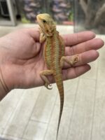 フトアゴヒゲトカゲの画像3