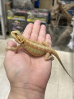 フトアゴヒゲトカゲの画像4