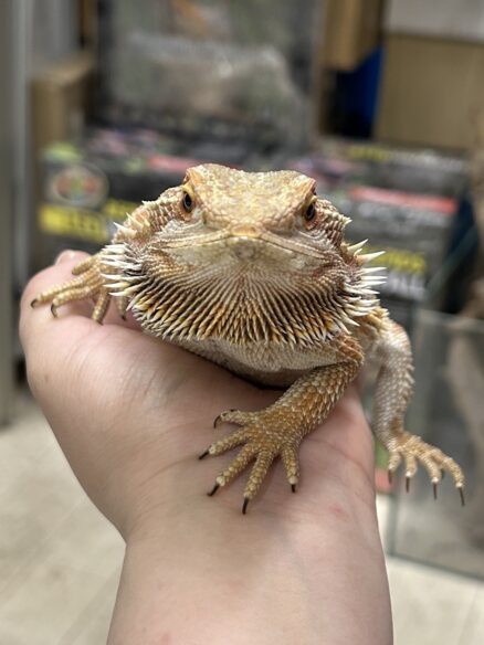 フトアゴヒゲトカゲのメイン画像