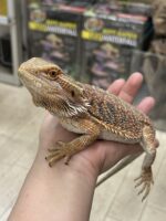 フトアゴヒゲトカゲの画像1