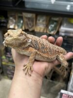 フトアゴヒゲトカゲの画像3