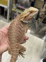 フトアゴヒゲトカゲの画像4