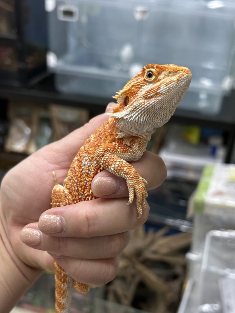フトアゴヒゲトカゲのメイン画像