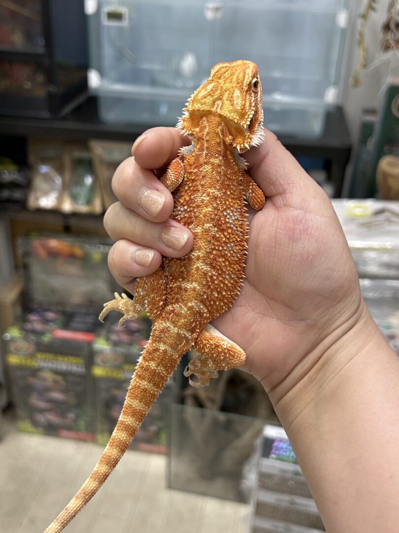◎とまと◎レオパードゲッコー　フトアゴヒゲトカゲ　りあるあにまるず インター爬虫類】フトアゴ＆レオパ！人気者が大集結！ | 名古屋の