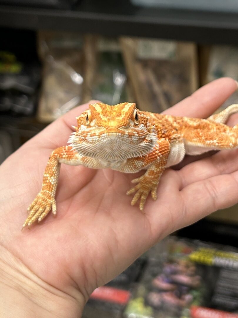 フトアゴヒゲトカゲ | ピュアアニマル