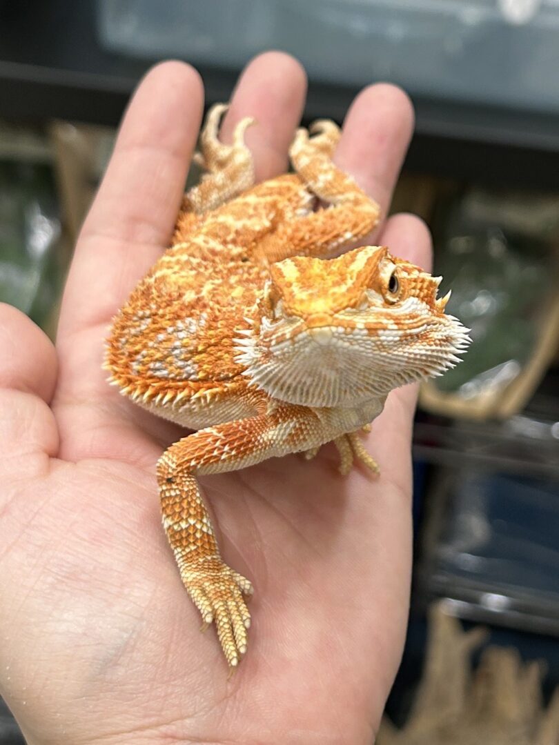 フトアゴヒゲトカゲ | ピュアアニマル