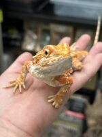 フトアゴヒゲトカゲの画像4