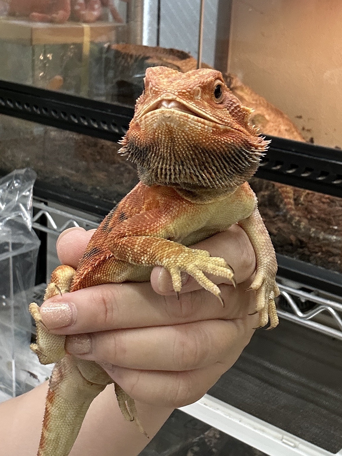 フトアゴヒゲトカゲ ダークレッド・トランス