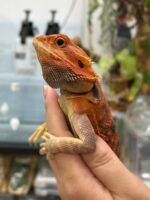 フトアゴヒゲトカゲの画像1