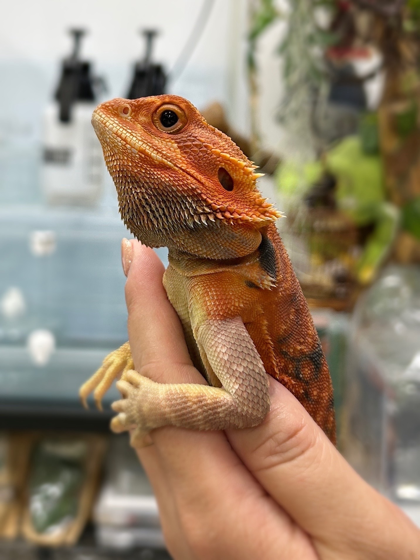 フトアゴヒゲトカゲ ダークレッド・トランス