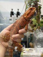 フトアゴヒゲトカゲの画像2
