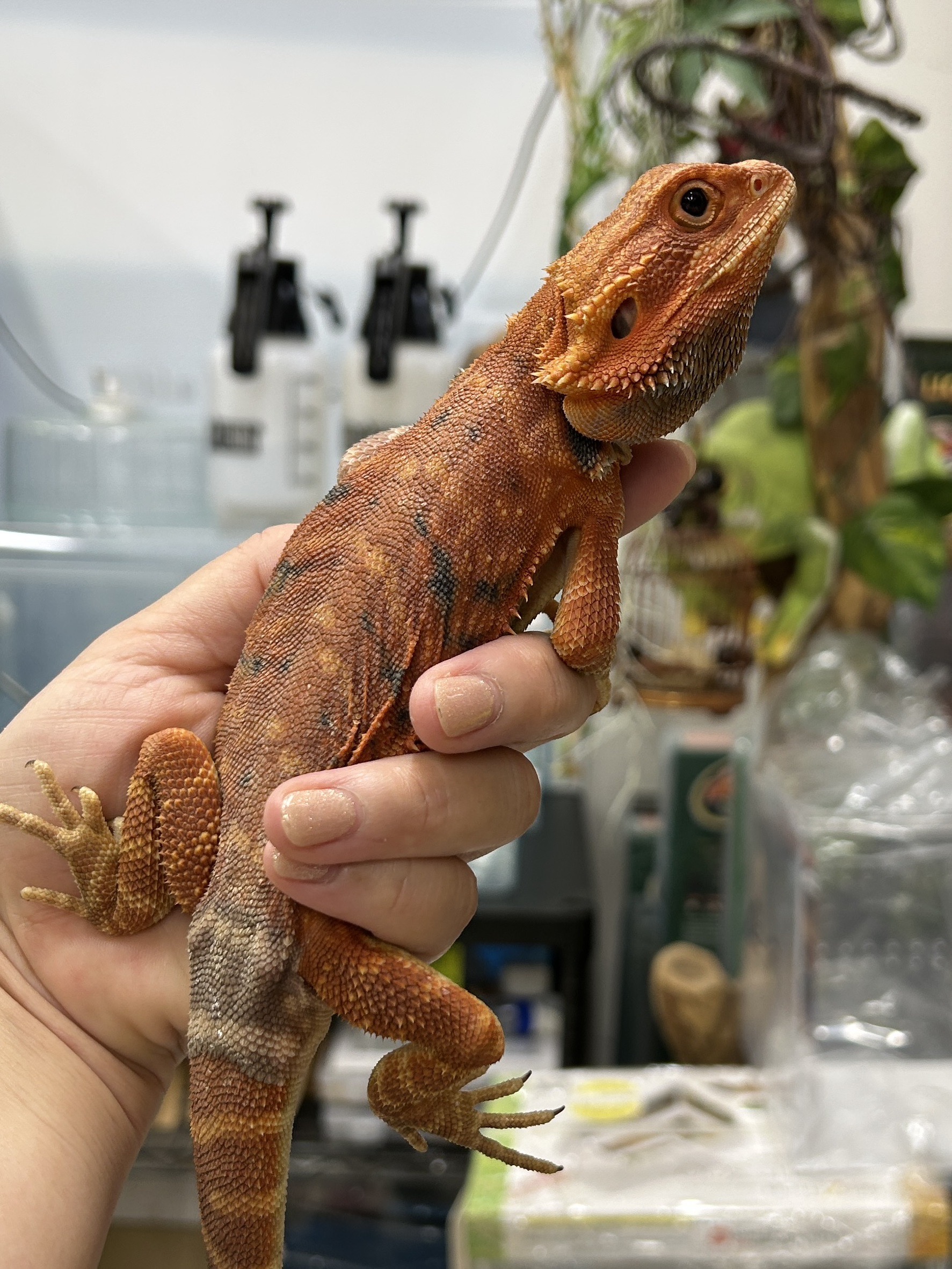 フトアゴヒゲトカゲ ダークレッド・トランス