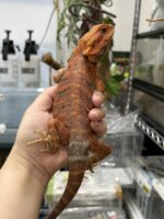 フトアゴヒゲトカゲの画像3
