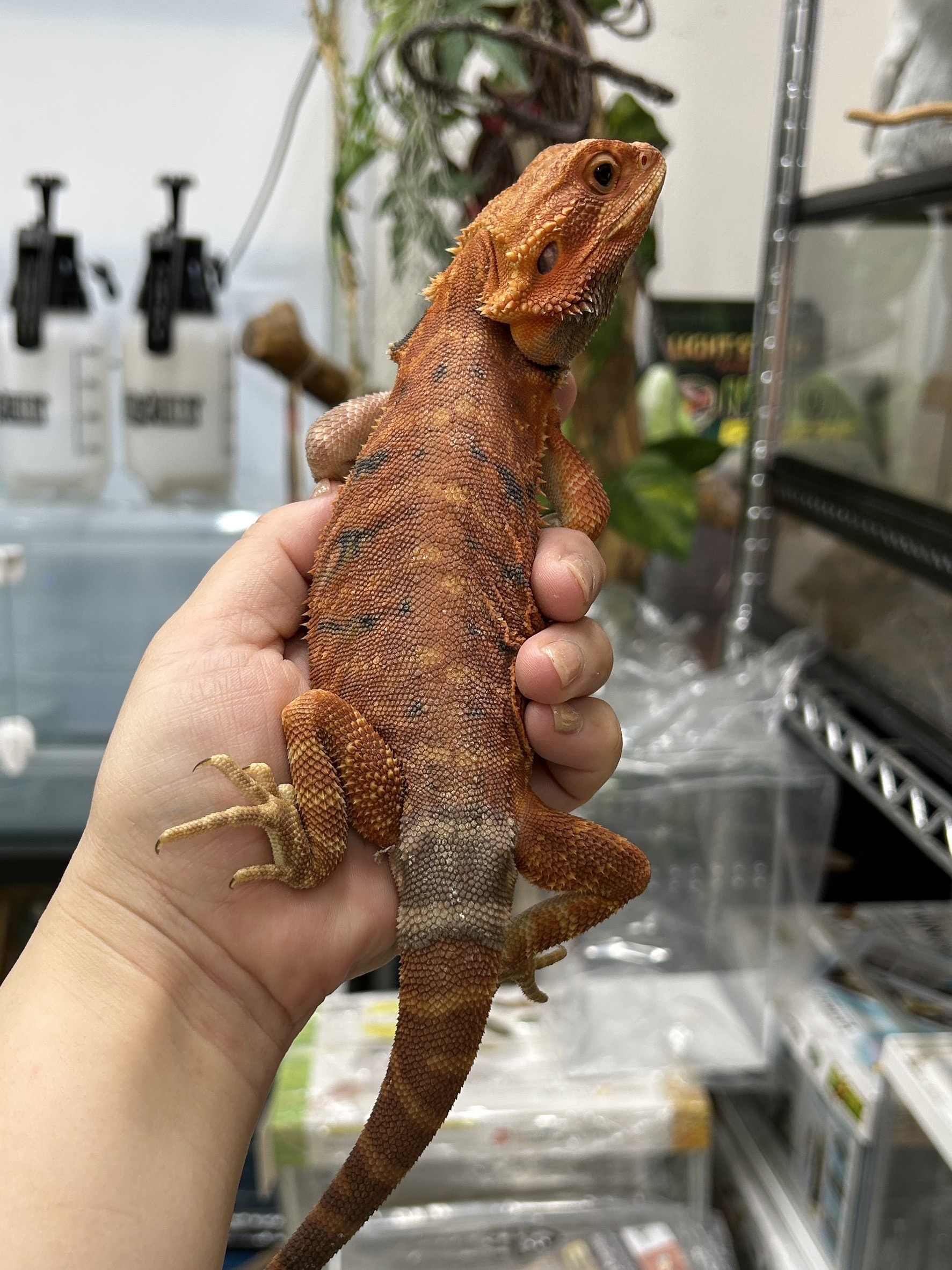 フトアゴヒゲトカゲ ダークレッド・トランス