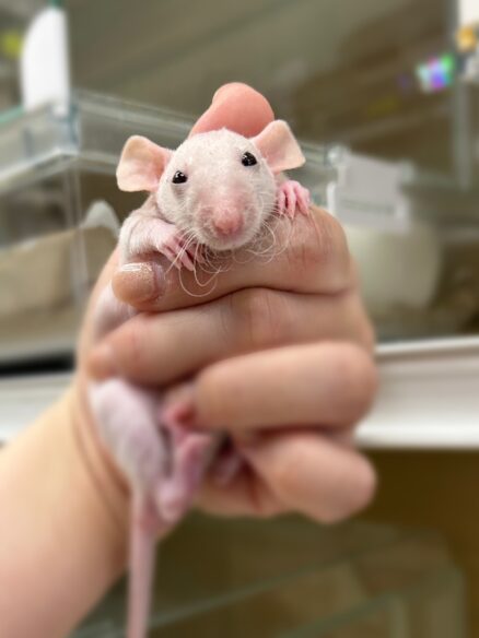 ダンボファンシーラットのメイン画像