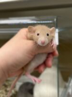 ダンボファンシーラットの画像5