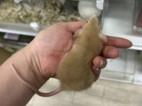 ダンボファンシーラットの画像6