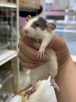 ダンボファンシーラットの画像1