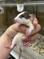 ダンボファンシーラットの画像3