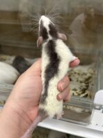 ダンボファンシーラットの画像5